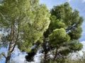 Venta de Parcela en Fuentidueña de Tajo
